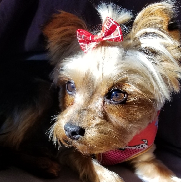 Meet your Posher, Caroline - Picture 3 of 3